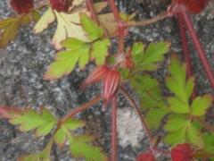 Geranium robertianum