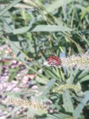 Graphosoma italicum italicum
