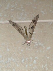 Palpares libelluloides