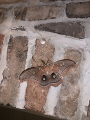 Antheraea polyphemus