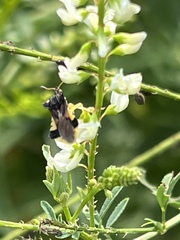 Phymata pennsylvanica