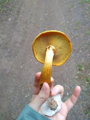Gymnopilus luteus