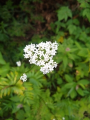 Valeriana officinalis