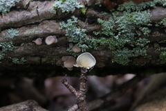 Hohenbuehelia angustata