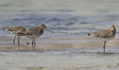 Limosa limosa