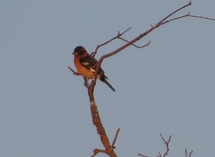 Pheucticus melanocephalus