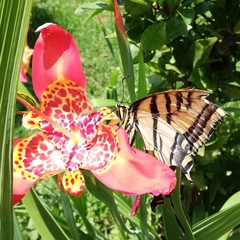 Papilio multicaudata
