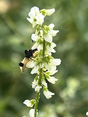 Phymata pennsylvanica