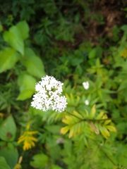 Valeriana officinalis