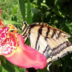 Papilio multicaudata