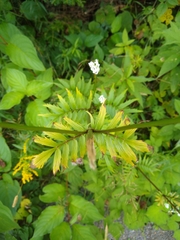 Valeriana officinalis