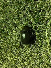 Trypoxylus dichotomus septentrionalis