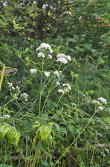 Valeriana officinalis