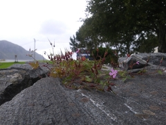 Geranium robertianum