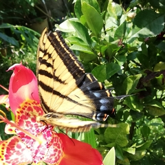 Papilio multicaudata