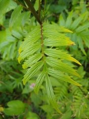 Valeriana officinalis