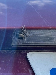 Araneus saevus