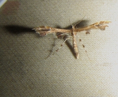 Geina periscelidactylus