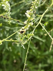 Phymata pennsylvanica