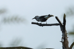 Nucifraga caryocatactes