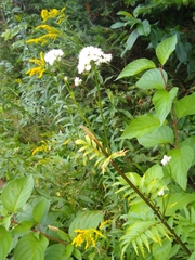 Valeriana officinalis