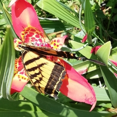 Papilio multicaudata