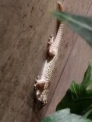 Tarentola mauritanica