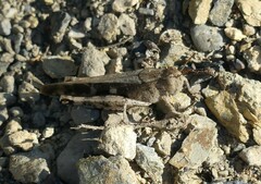 Aiolopus strepens