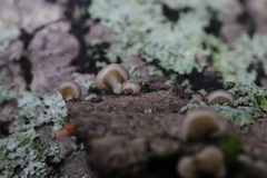 Hohenbuehelia angustata