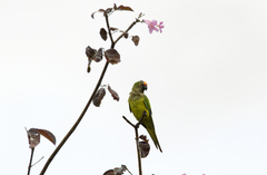 Eupsittula aurea