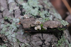 Hohenbuehelia angustata