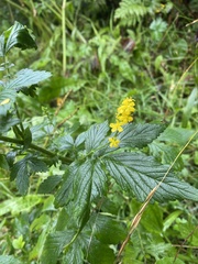 Agrimonia striata