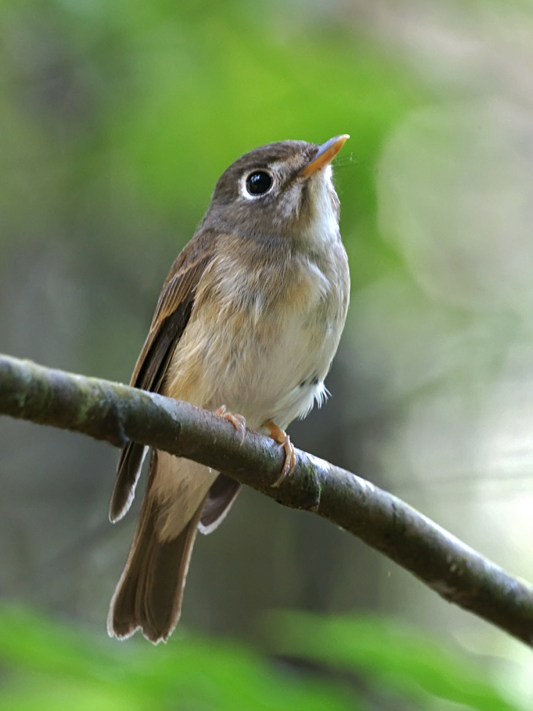 Brown-breasted Flycatcher (Birds of Vyara) · BioDiversity4All