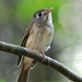 Brown-breasted Flycatcher - Photo (c) David Cook Wildlife Photography, some rights reserved (CC BY-NC)