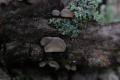 Hohenbuehelia angustata