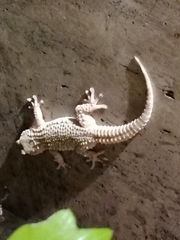 Tarentola mauritanica