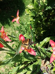 Papilio multicaudata