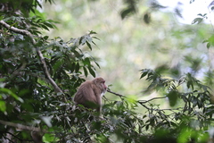 Macaca assamensis