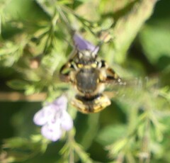 Anthidium manicatum