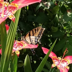 Papilio multicaudata