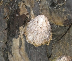 Patella vulgata