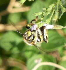 Anthidium manicatum