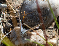 Plebejus idas