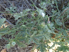 Althaea cannabina