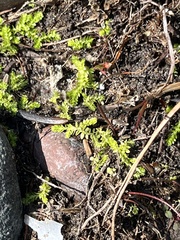 Selaginella eclipes