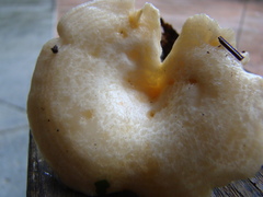 Lactarius maculatipes