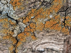 Athallia pyracea