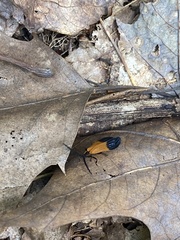 Calopteron terminale