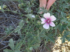 Althaea cannabina
