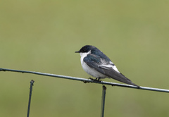 Tachycineta albiventer